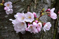 孫桜
