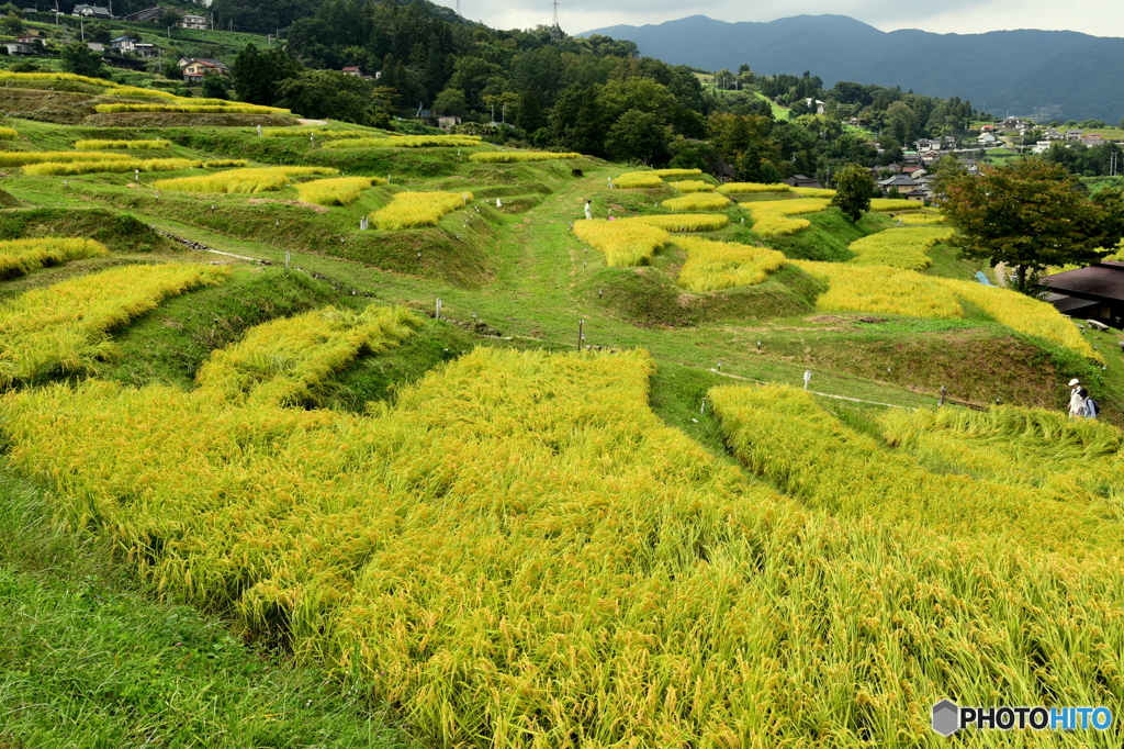 棚田の秋（１）