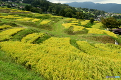 棚田の秋（１）