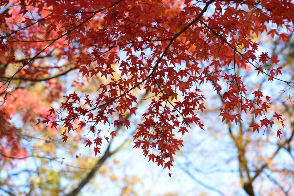 もみじの空
