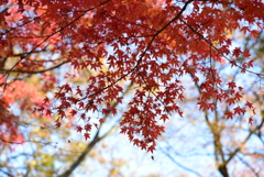 もみじの空