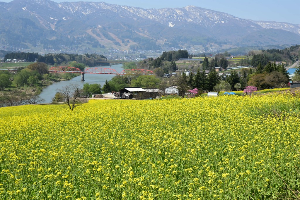 黄色のカーペット