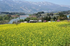 黄色のカーペット