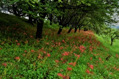 堤下に群れ咲いて