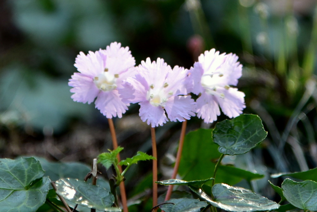 仲良しイワウチワ１
