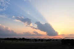 夕陽の雄叫び