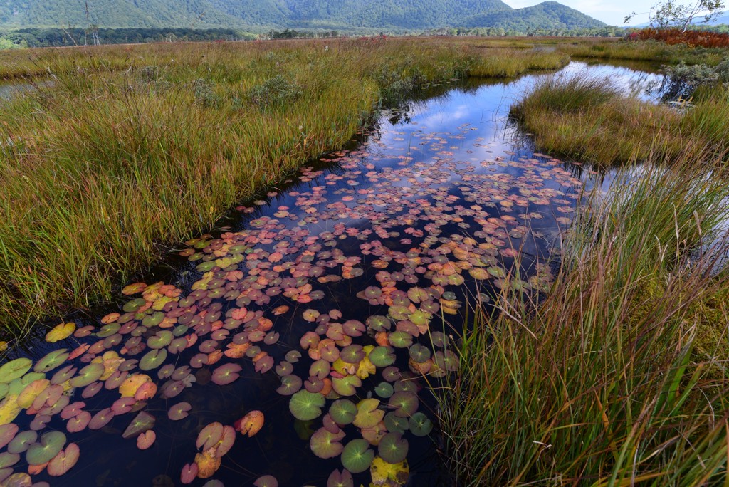 秋色を浮かべて