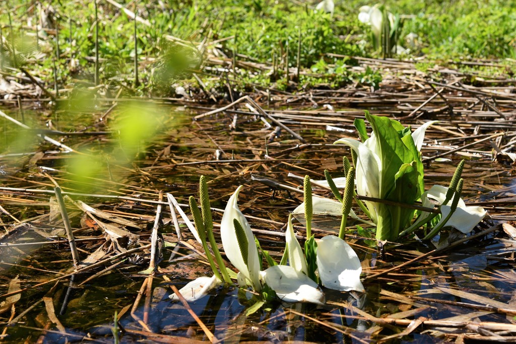 雪どけが残してくれたもの