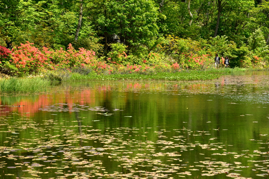 新緑の湖畔