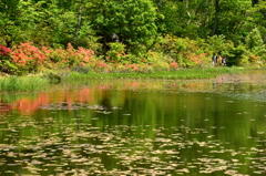 新緑の湖畔