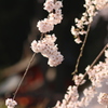 枝垂れ桜