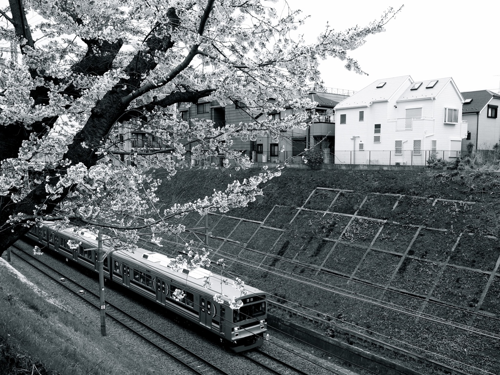 電車の走る町（桜の咲く頃）