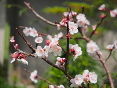 Spring