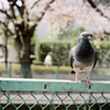 春の街で #3