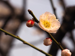 マクロデビューはやっぱり花だ！ その４