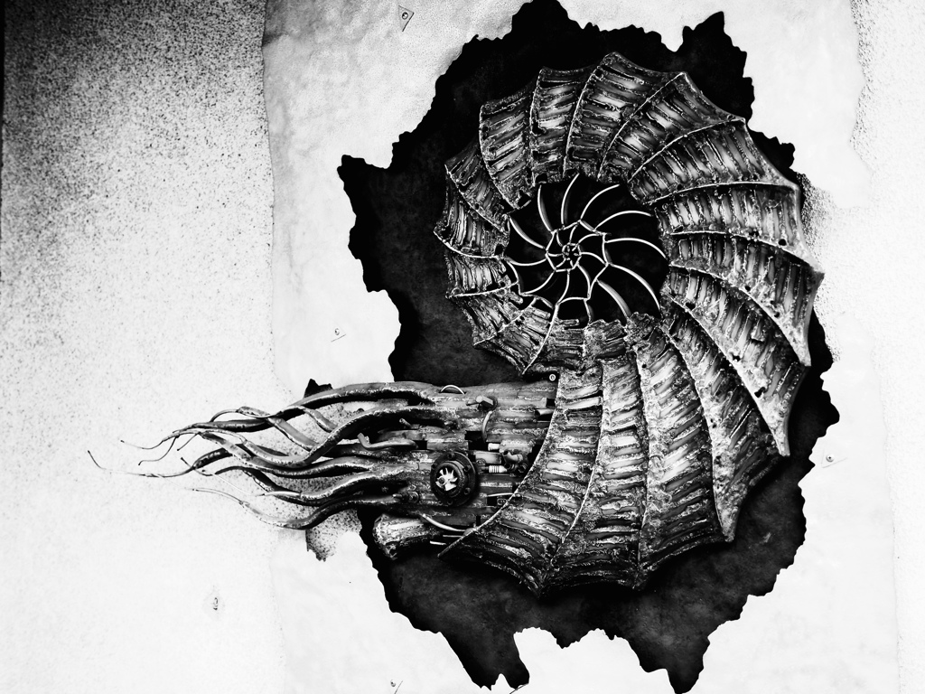 Ammonite
