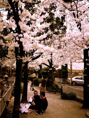 満開の桜の樹の下で