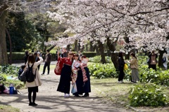 満開の桜の下の卒業