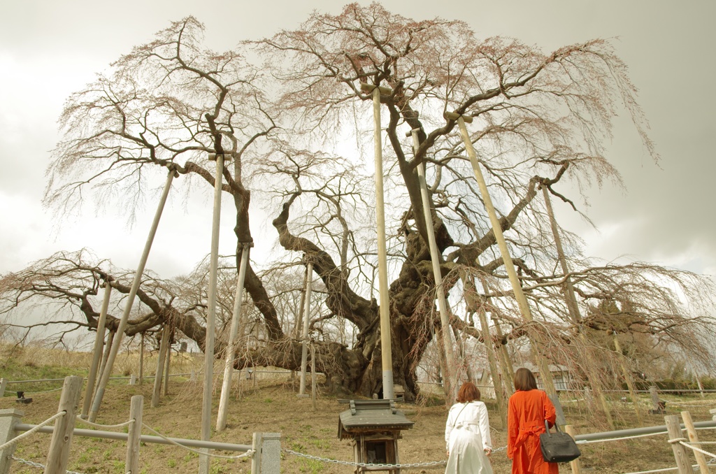 三春の滝桜