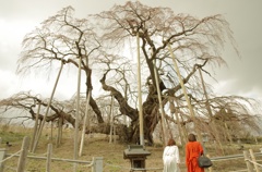 三春の滝桜