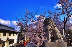 狛犬桜