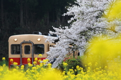 桜咲く小湊鉄道