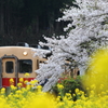 桜咲く小湊鉄道