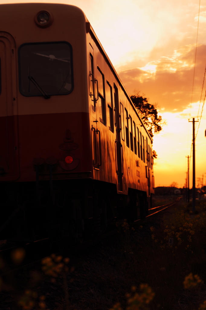 小湊鉄道　夕日あびて