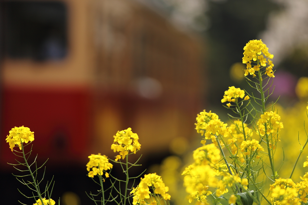 菜の花電車