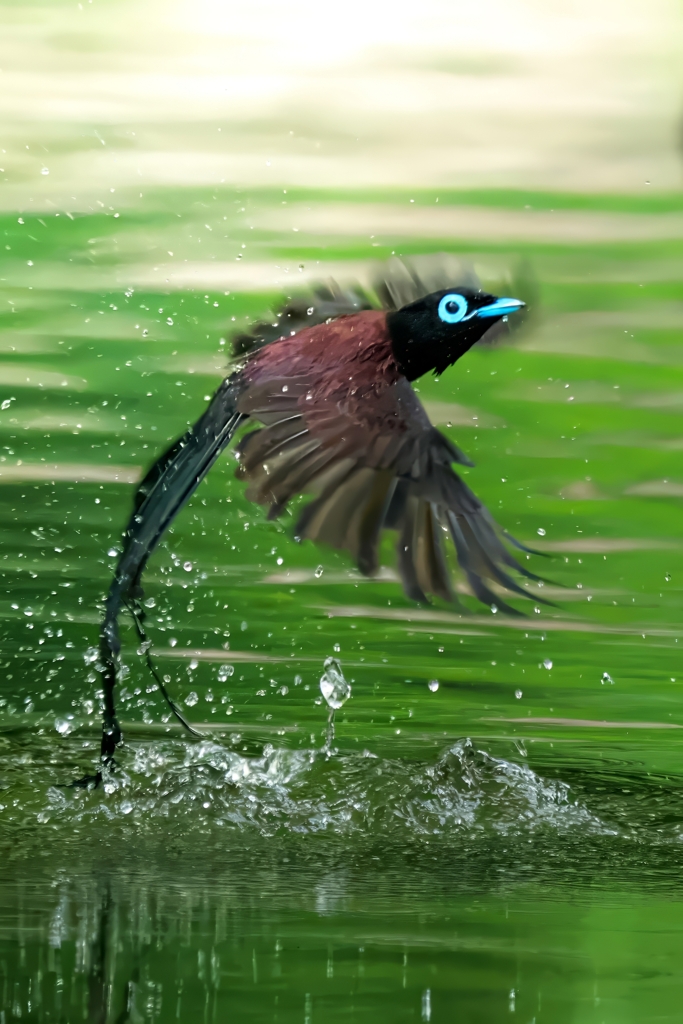 サンコウチョウ水浴び