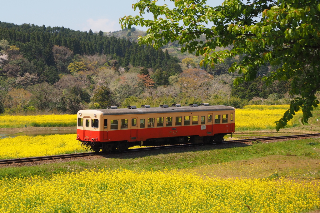 菜花の小湊鉄道