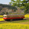 菜花の小湊鉄道