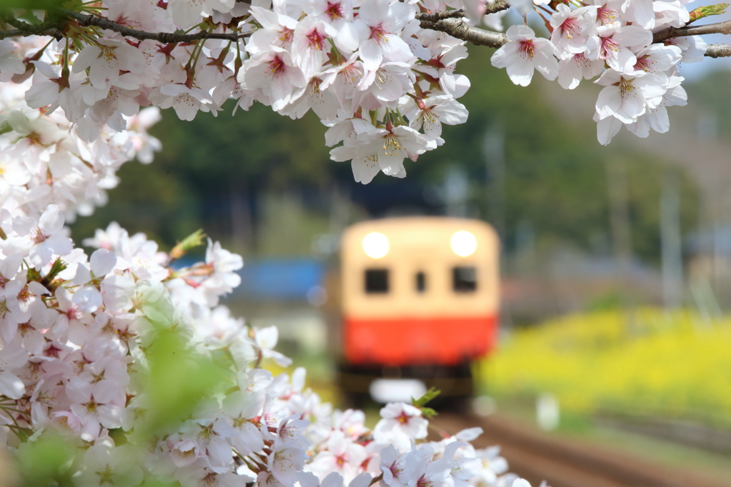 桜ロール