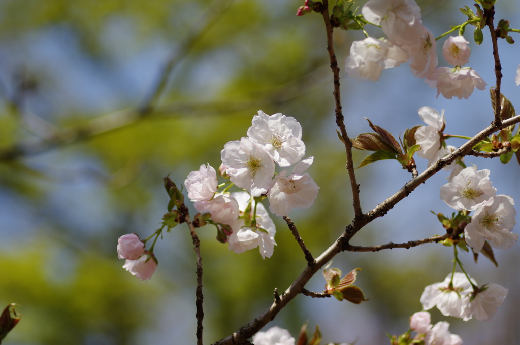IMGP0444