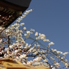 天神様の梅