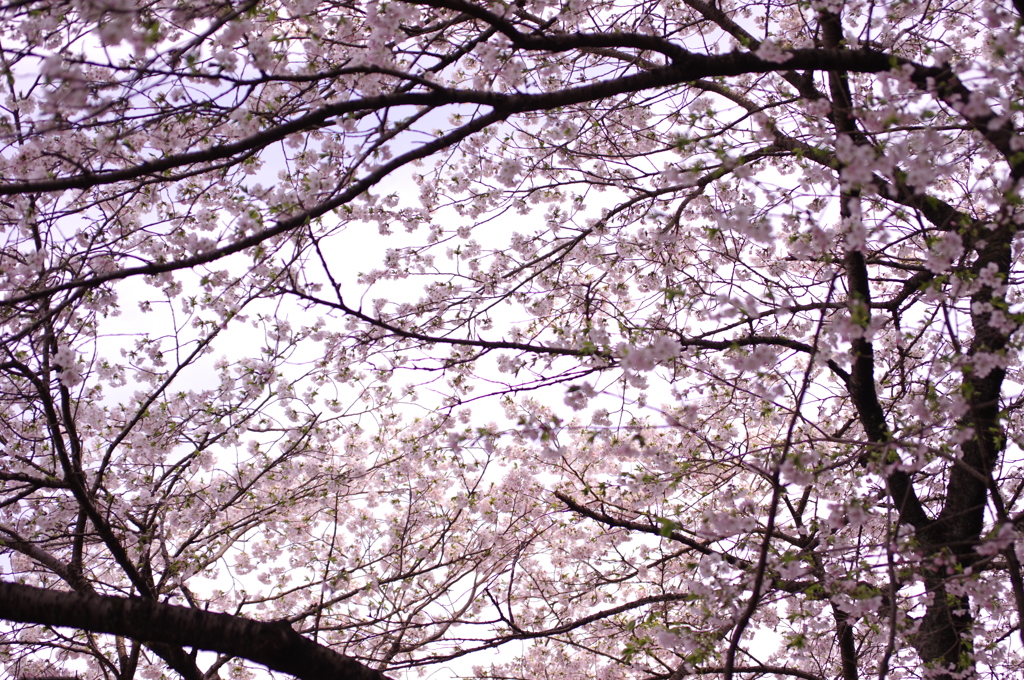 IMGP0533
