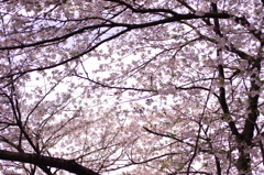 IMGP0533
