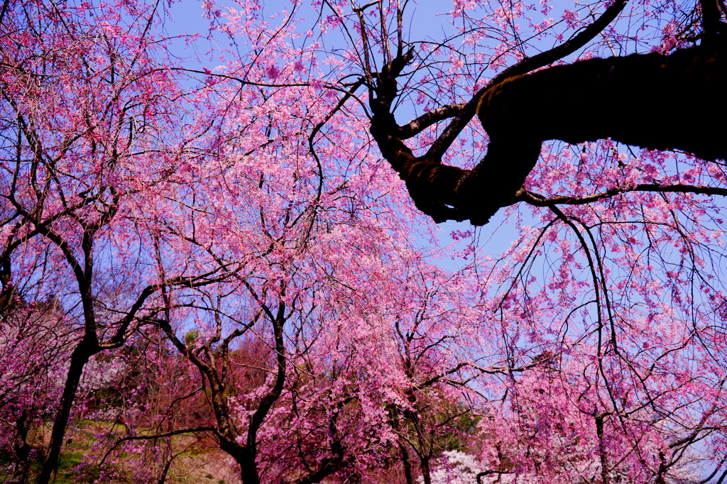 桜のカーテン