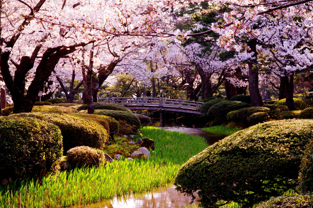 桜色に染まる橋