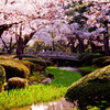桜色に染まる橋