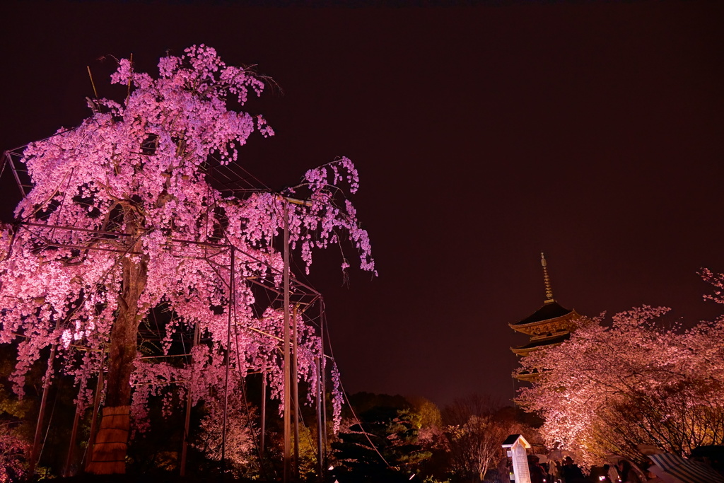 東寺夜桜