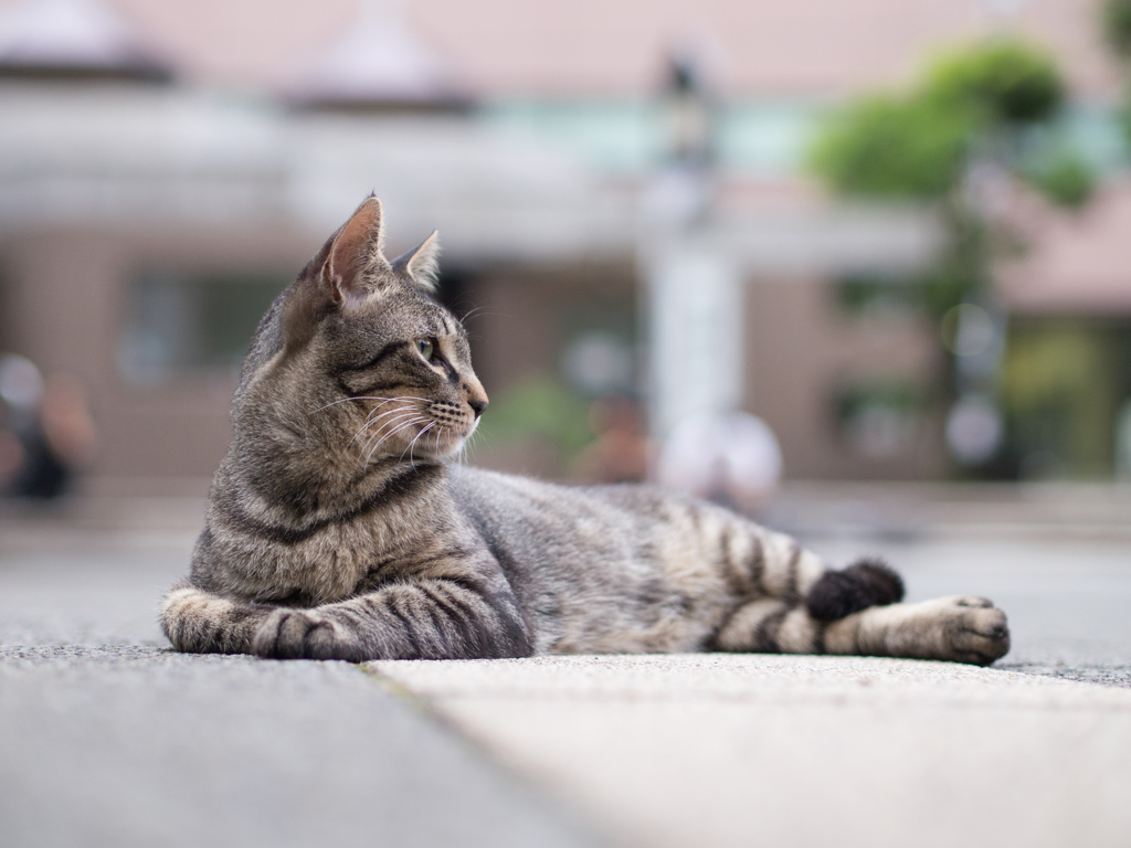 公園の猫