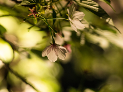 桜の通り抜け