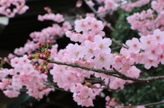 横浜緋桜