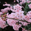 横浜緋桜