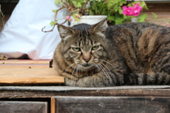 猫