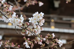 桜