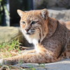 ボブキャット2