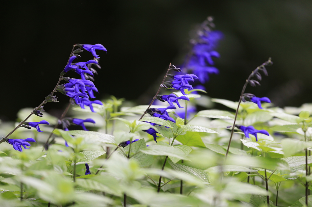 サルビア・グアラニティカ