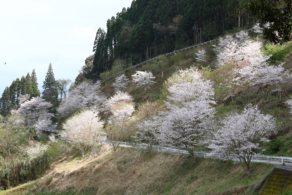 花の山里にて